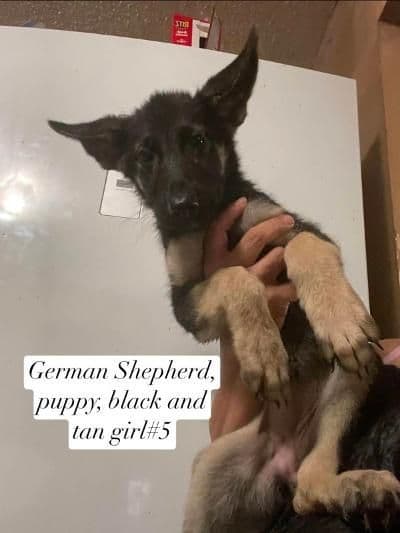 German Shepherd Dog Puppies media 8