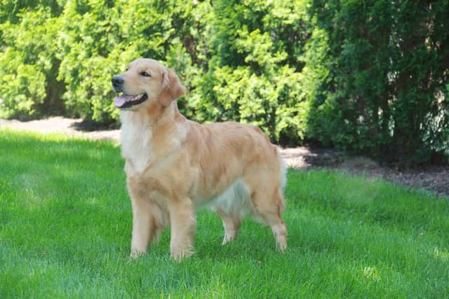 Golden Retriever Puppies media 2