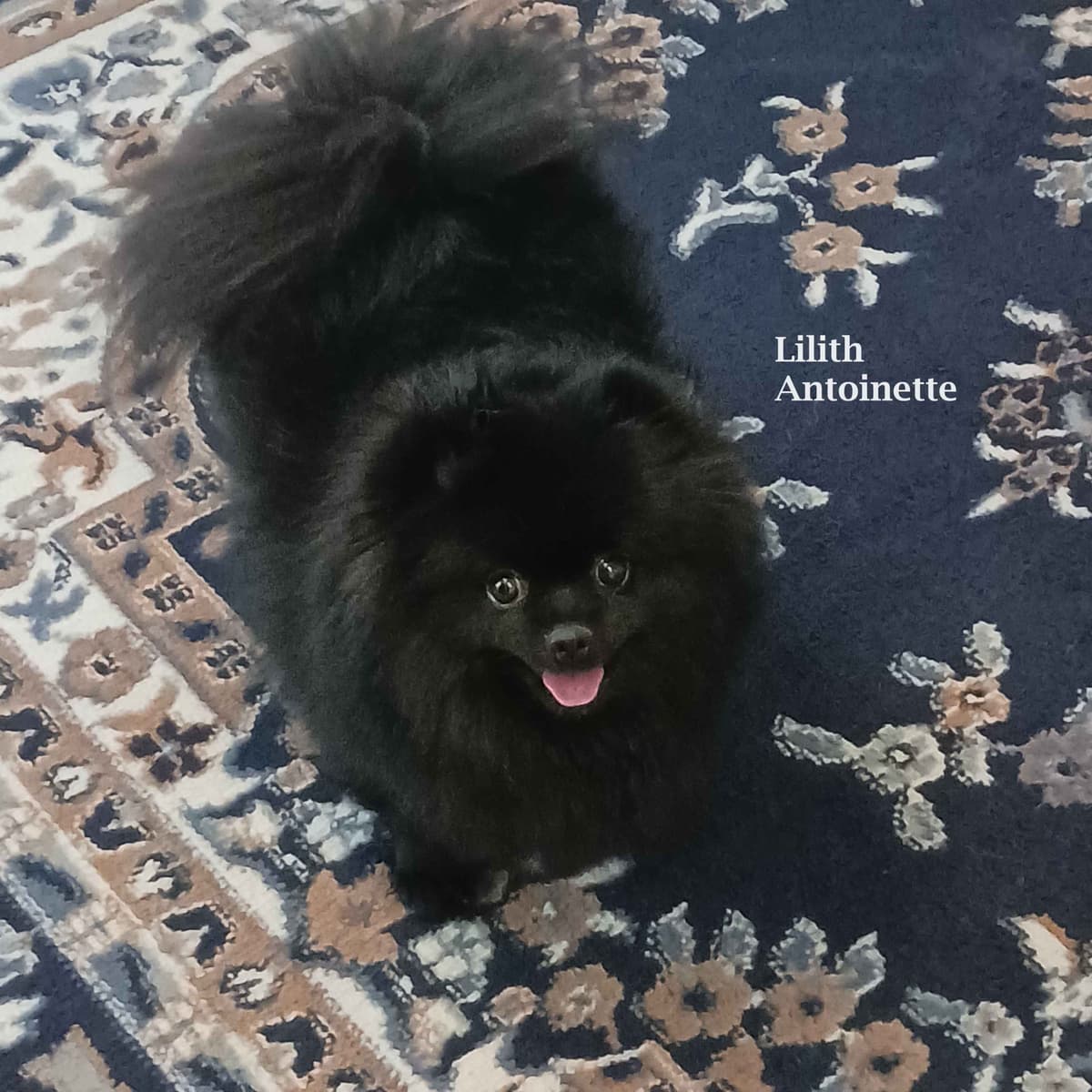 Pomeranian Puppies breeder image 1
