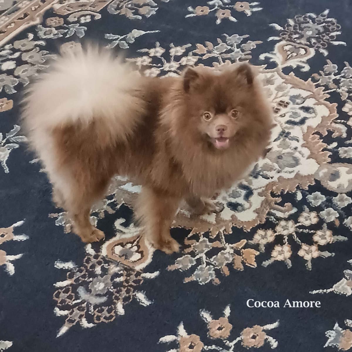 Pomeranian Puppies breeder image 2