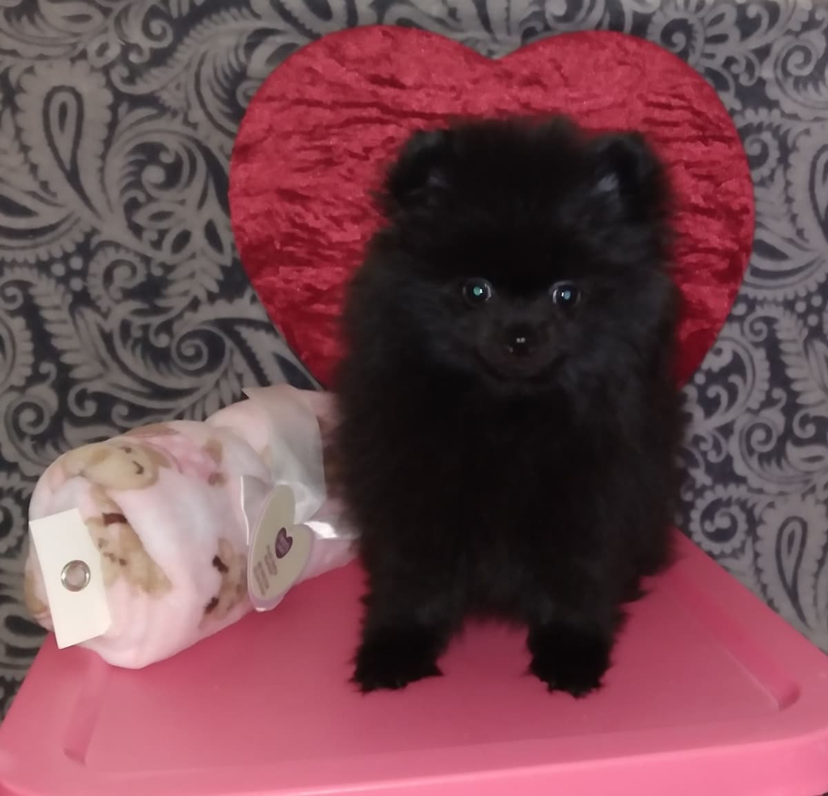 Pomeranian Puppies breeder image 3