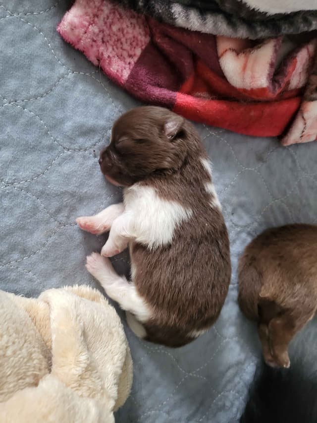 Pomeranian Puppies media 6