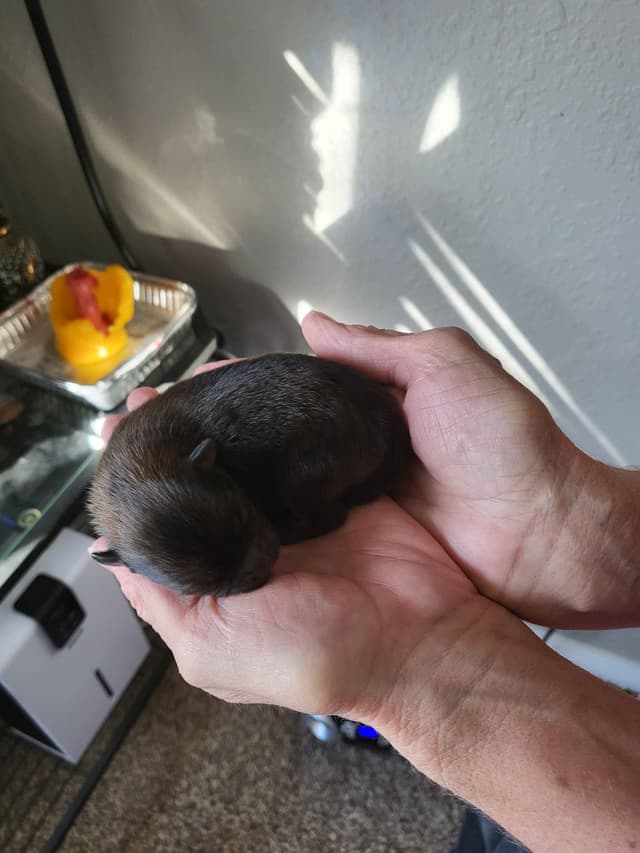 Pomeranian Puppies media 7
