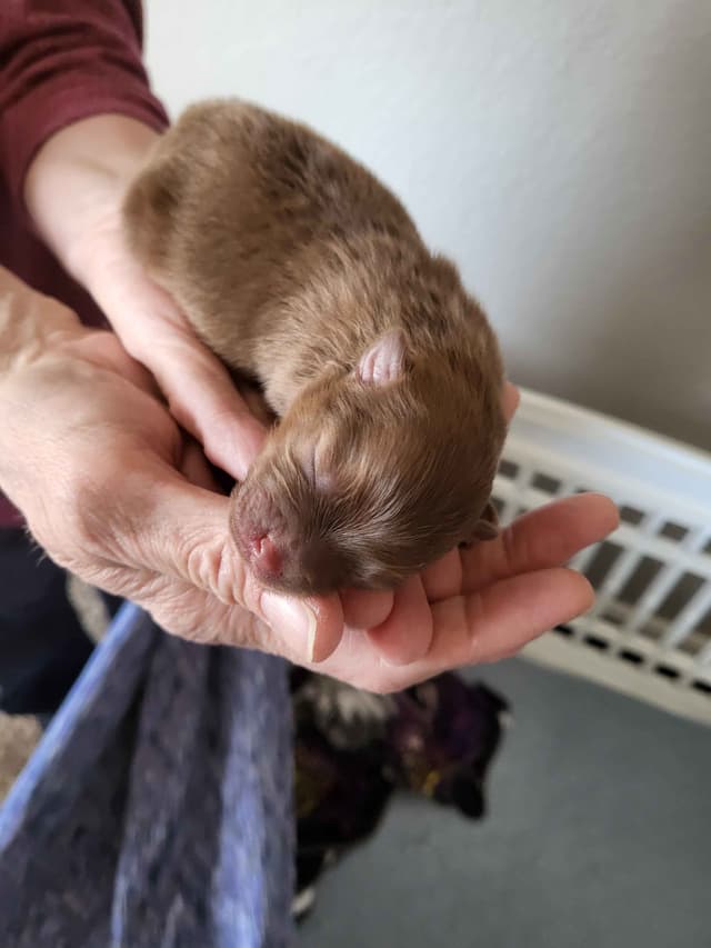 Pomeranian Puppies media 8