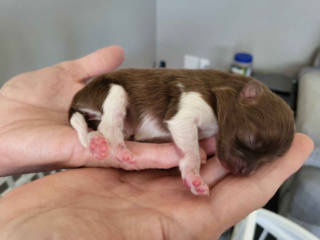Pomeranian Puppies media 9