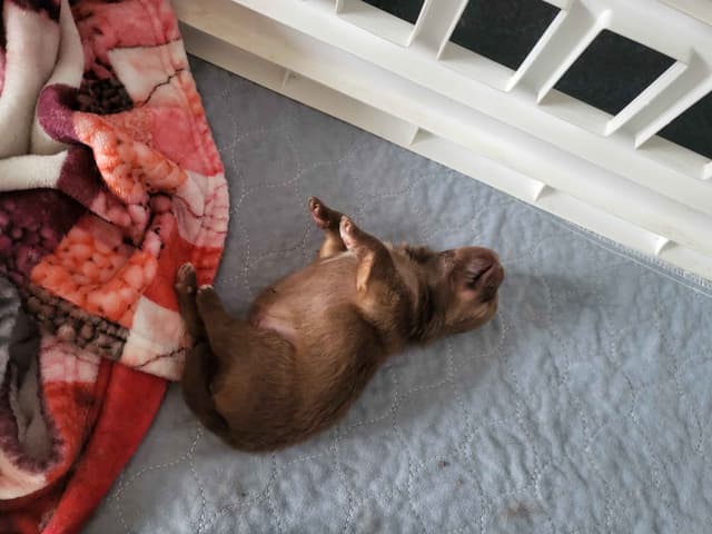 Pomeranian Puppies media 11
