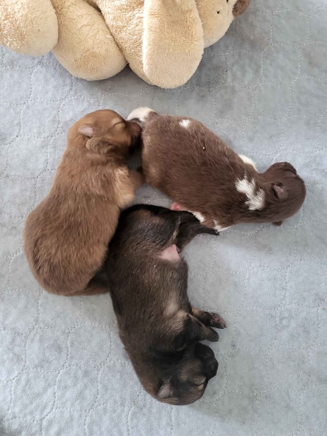 Pomeranian Puppies media 5