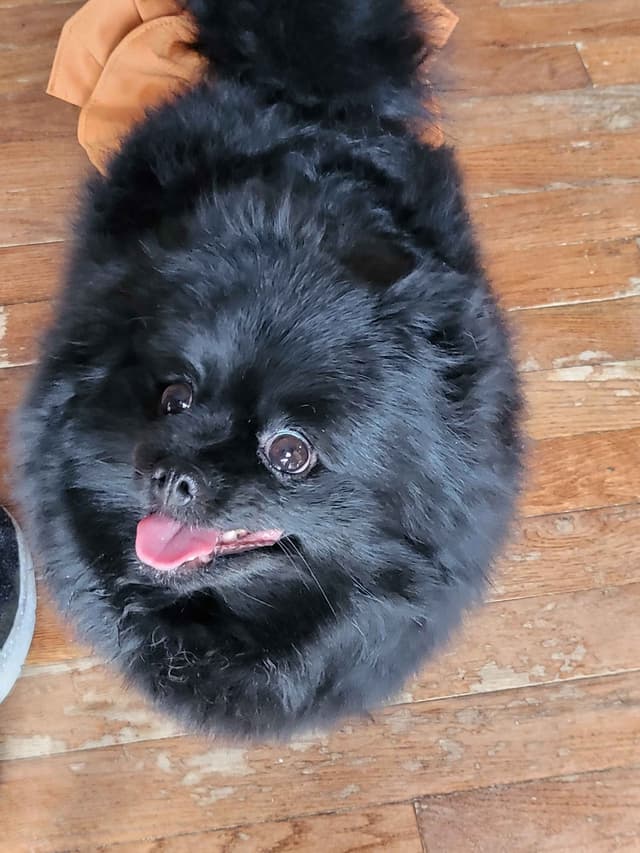 Pomeranian Puppies media 12