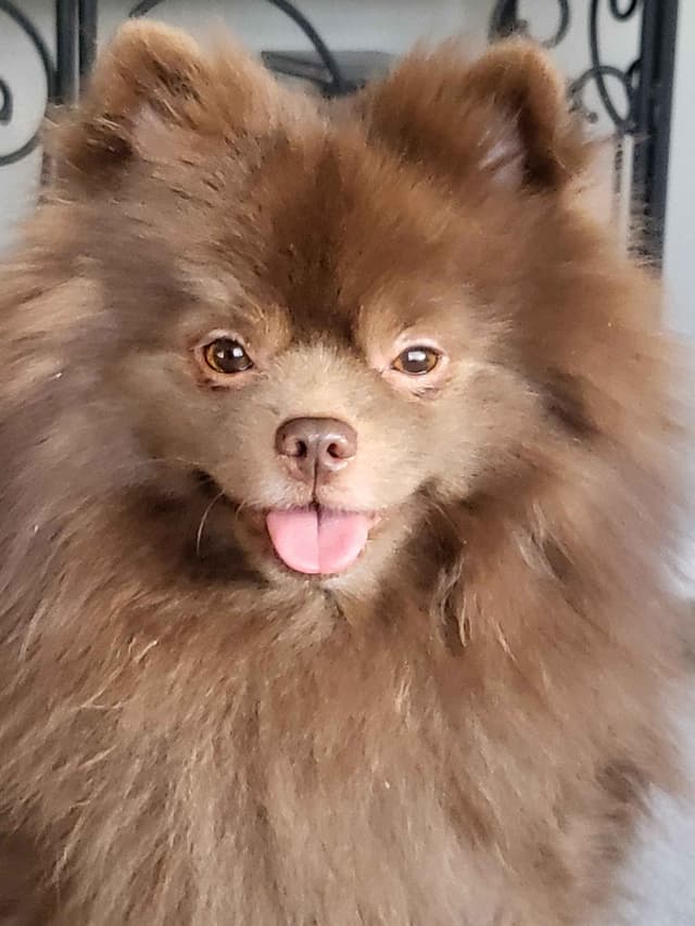 Pomeranian Puppies media 13