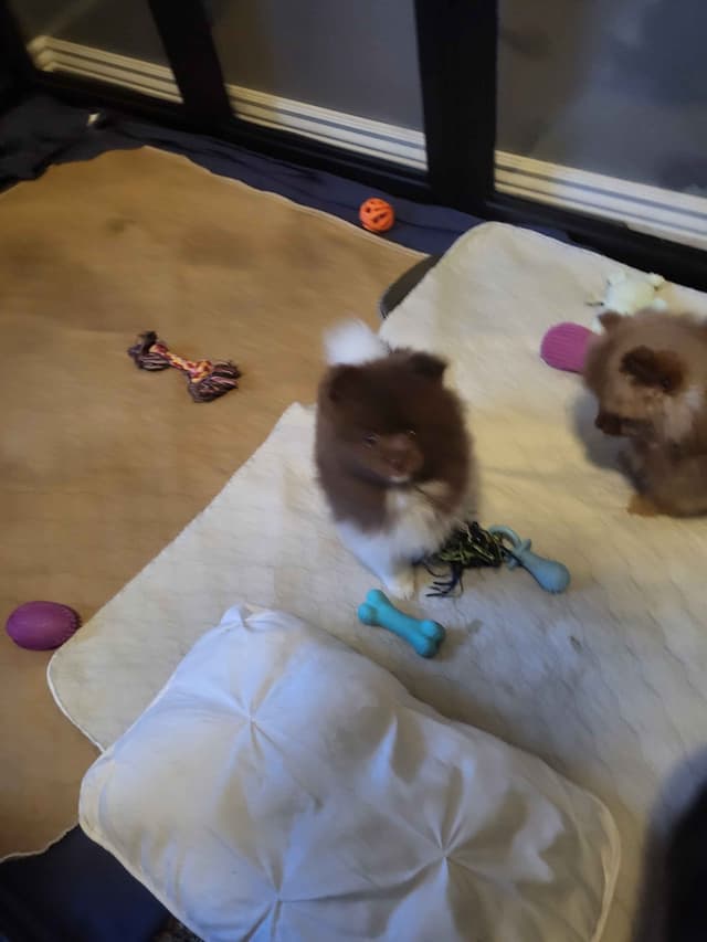 Pomeranian Puppies media 4