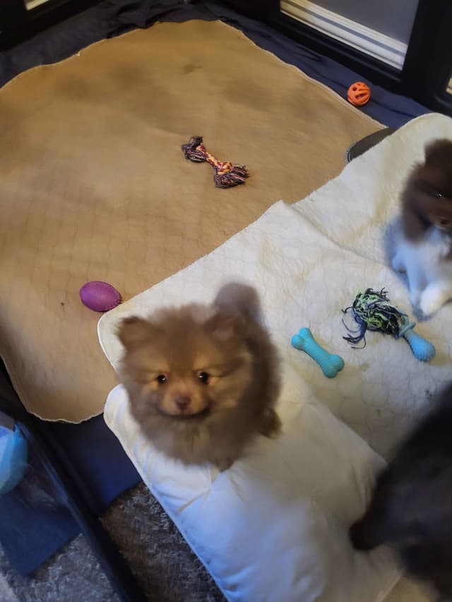 Pomeranian Puppies media 3