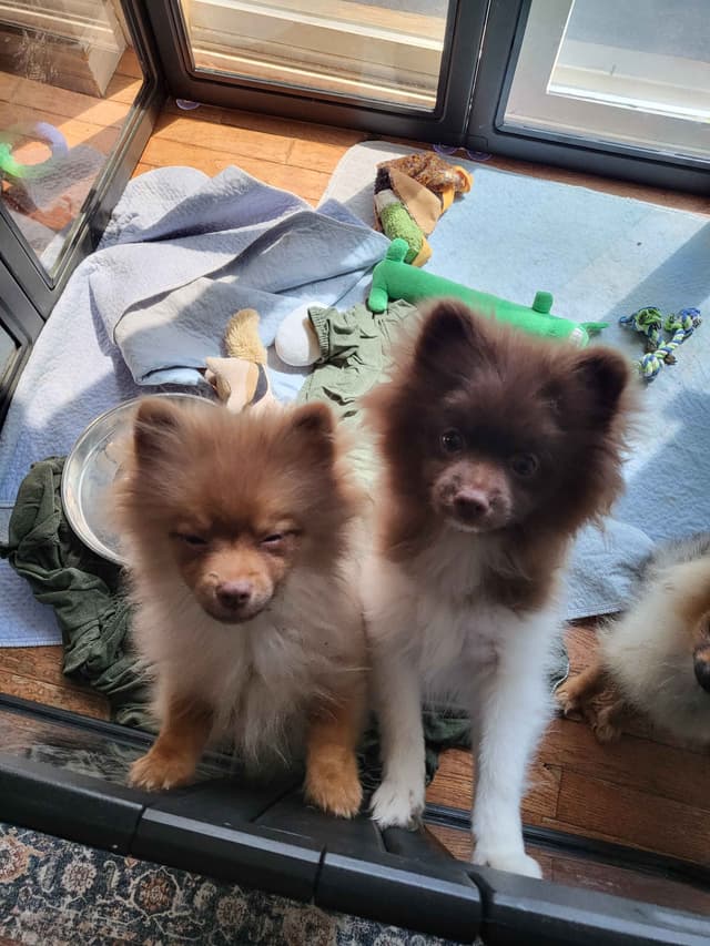 Pomeranian Puppies media 14