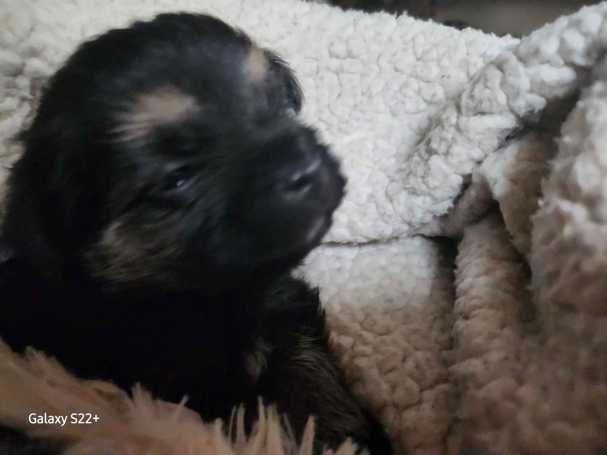 Poodle Puppies breeder image 1