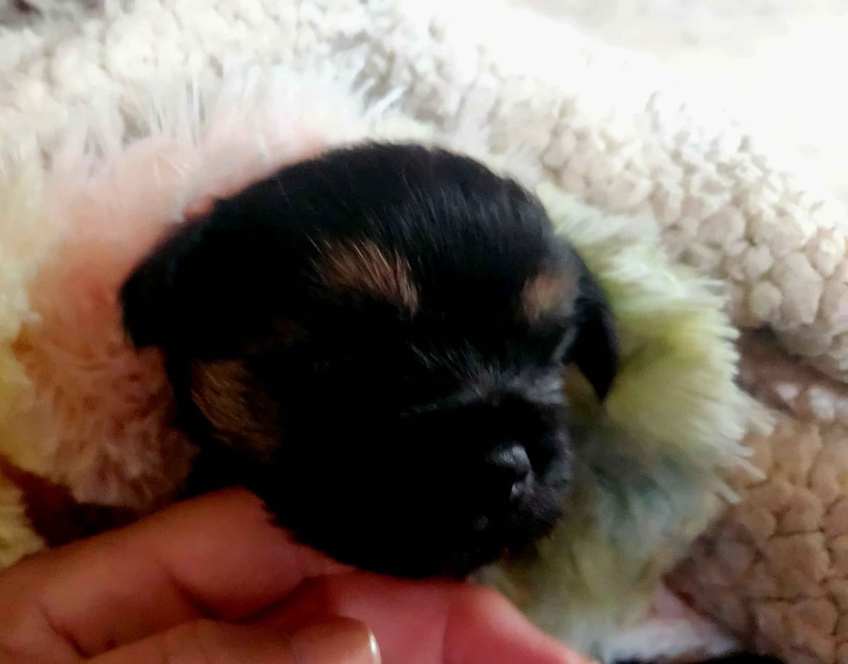 Poodle Puppies breeder image 2
