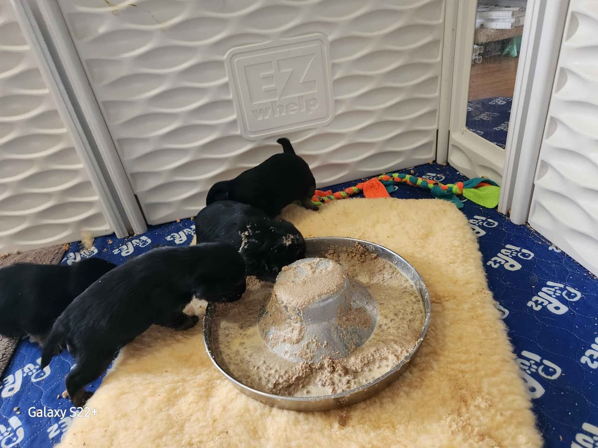 Poodle Puppies breeder image 3