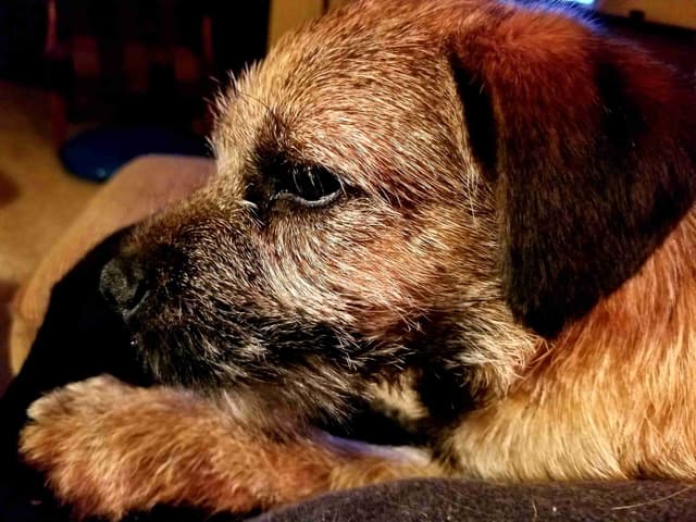 Border Terrier Puppies media 2