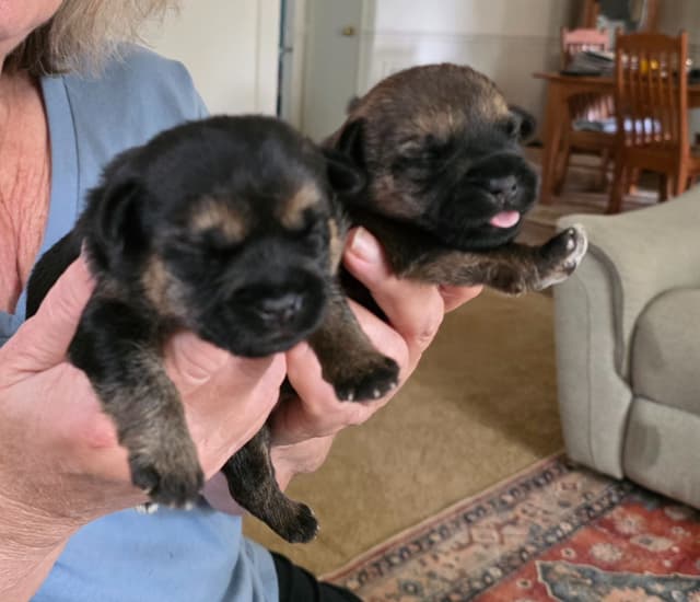 Border Terrier Puppies media 4