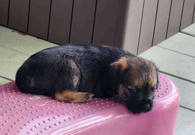 Border Terrier Puppies media 3