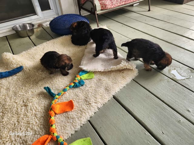 Border Terrier Puppies media 5