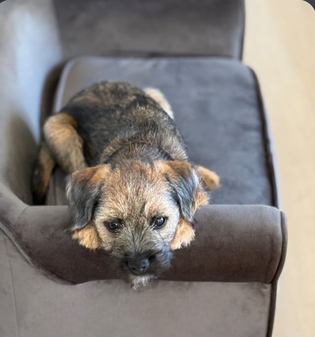 Border Terrier Puppies media 6