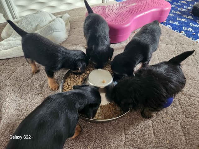 Border Terrier Puppies media 8