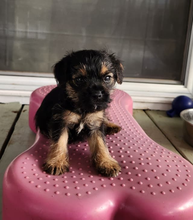 Border Terrier Puppies media 9