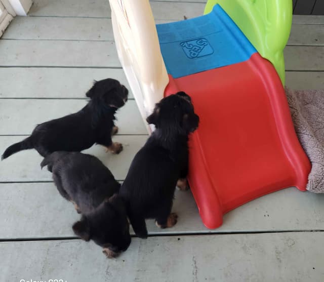Border Terrier Puppies media 7