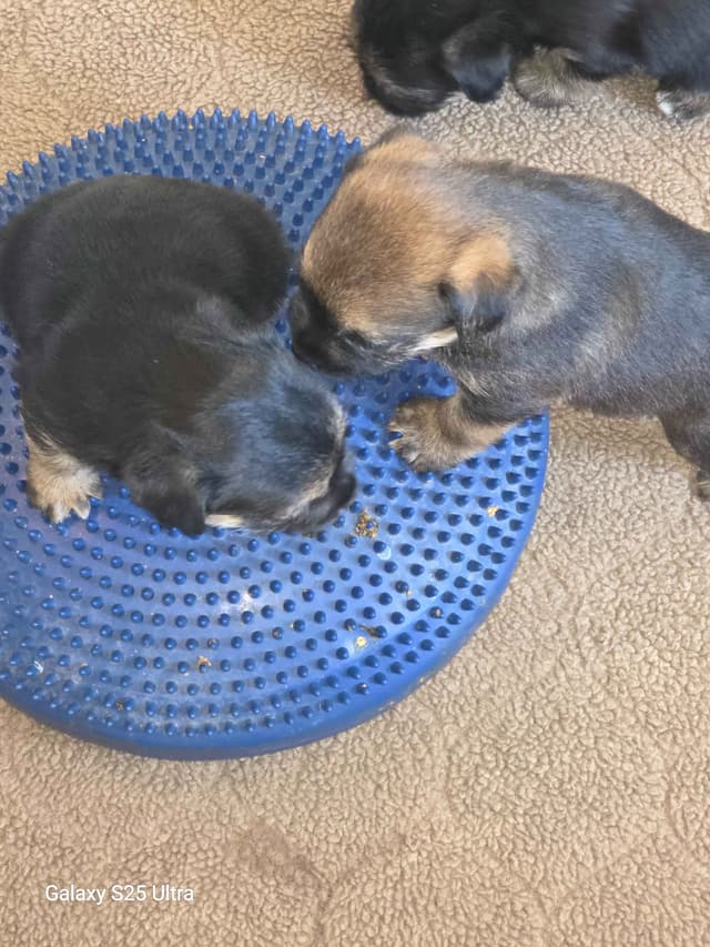 Border Terrier Puppies media 10