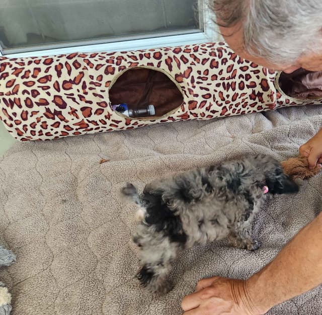 Poodle Puppies media 2