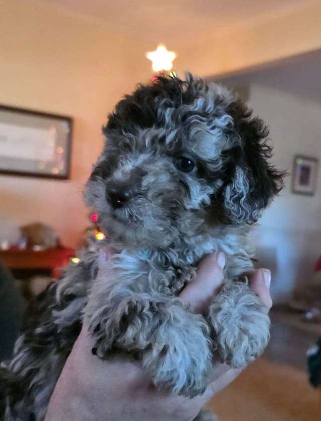 Poodle Puppies media 3