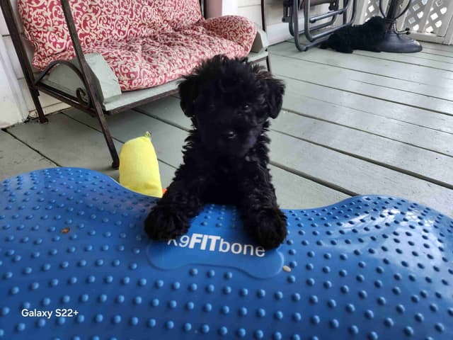 Poodle Puppies media 4