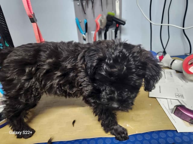 Poodle Puppies media 5