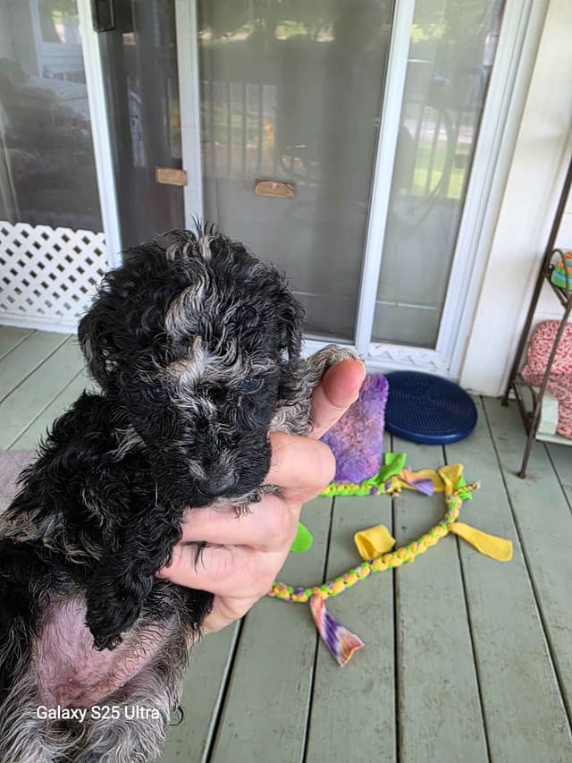 Poodle Puppies media 6