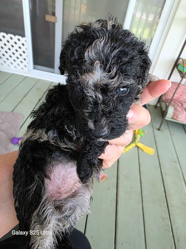 Poodle Puppies media 8
