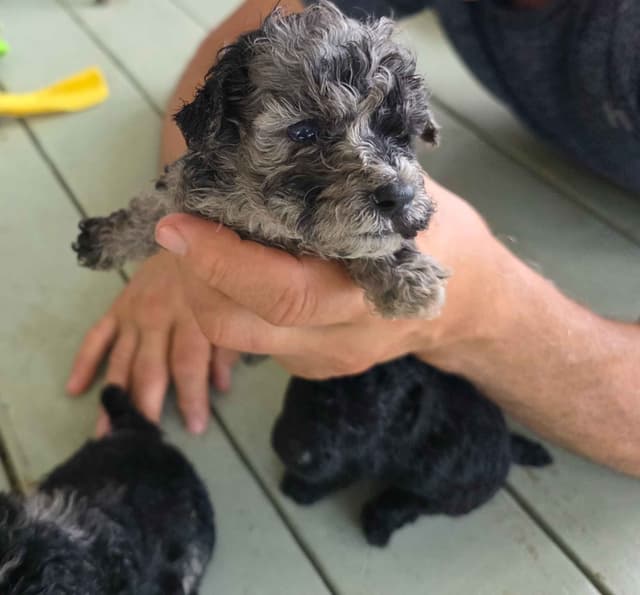 Poodle Puppies media 7