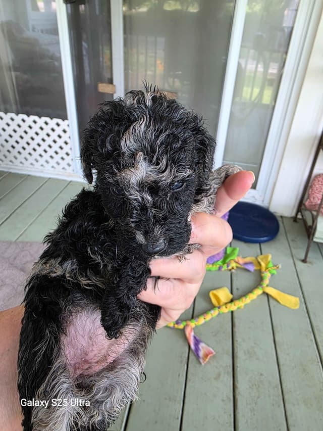 Poodle Puppies media 9
