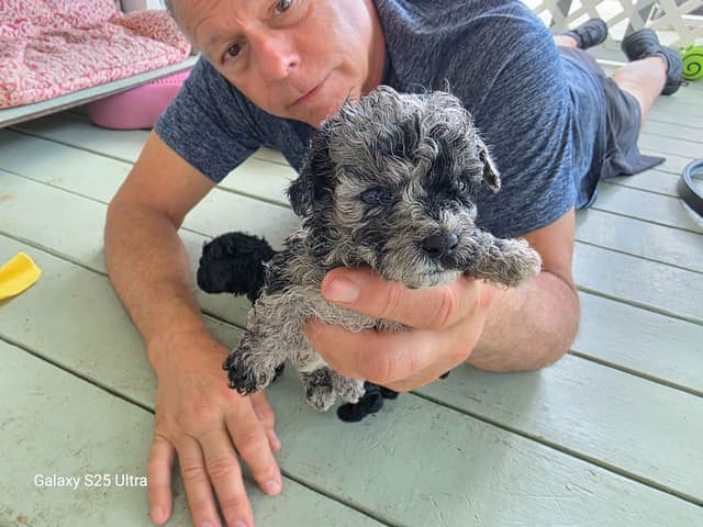 Poodle Puppies media 11