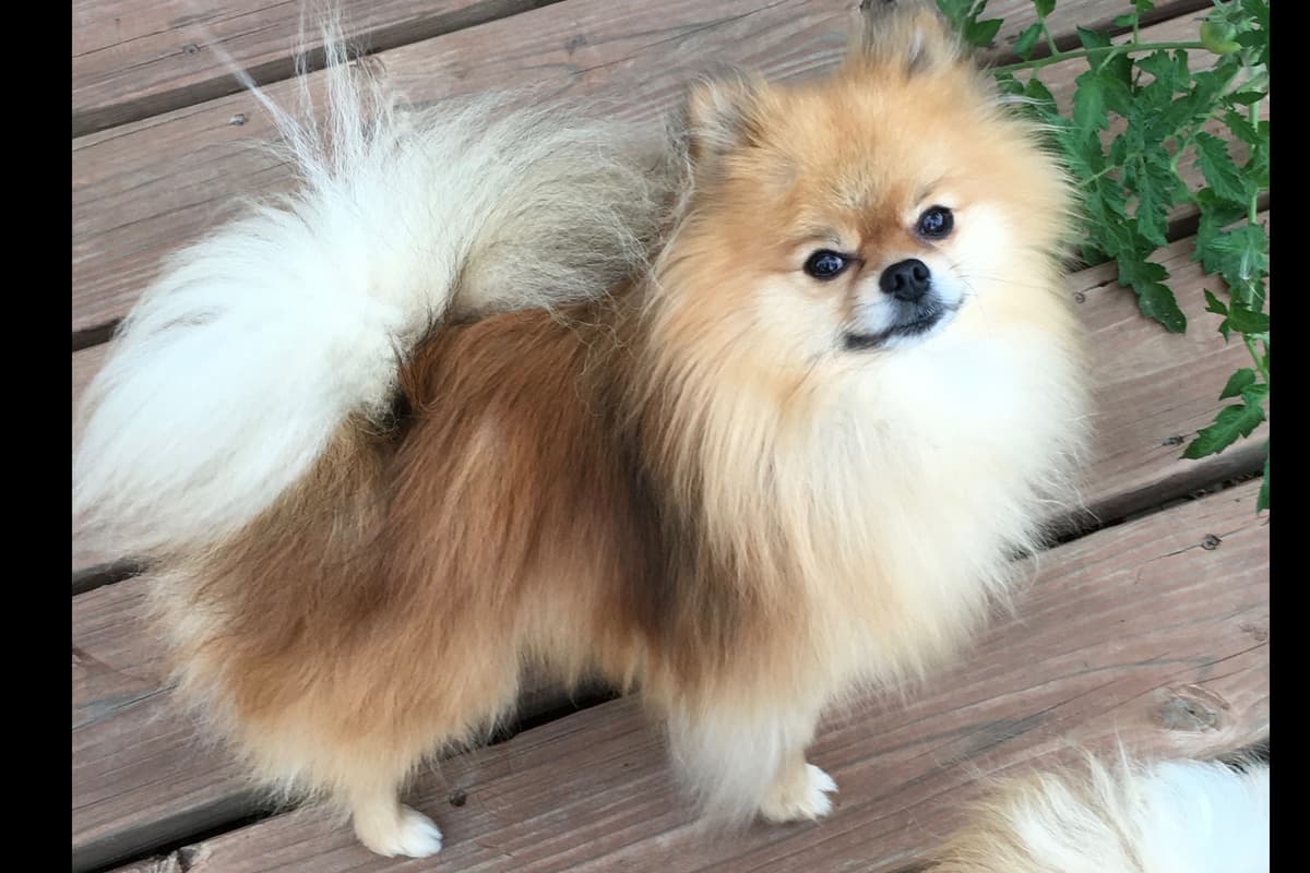 Pomeranian Puppies breeder image 2
