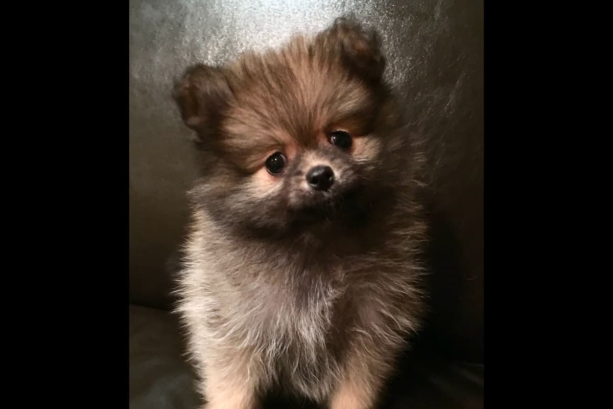 Pomeranian Puppies breeder image 3