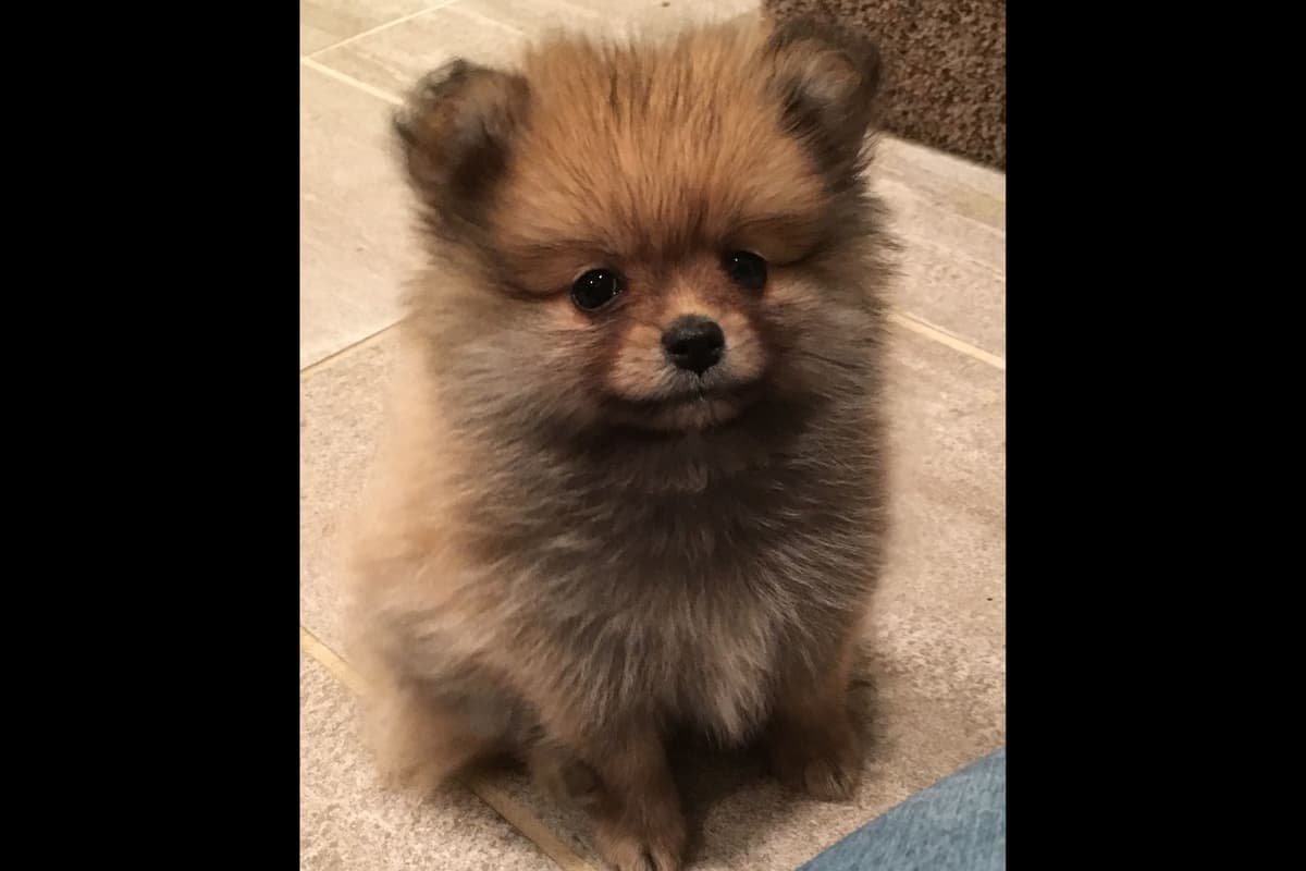 Pomeranian Puppies breeder image 5