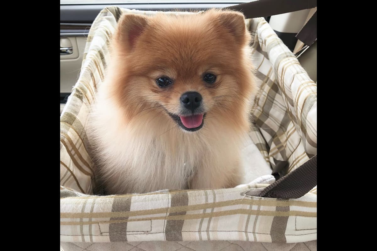 Pomeranian Puppies breeder image 6