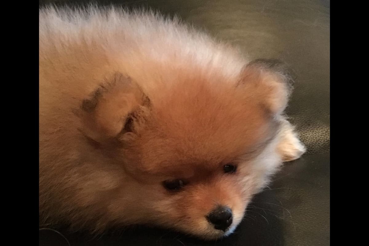 Pomeranian Puppies breeder image 7