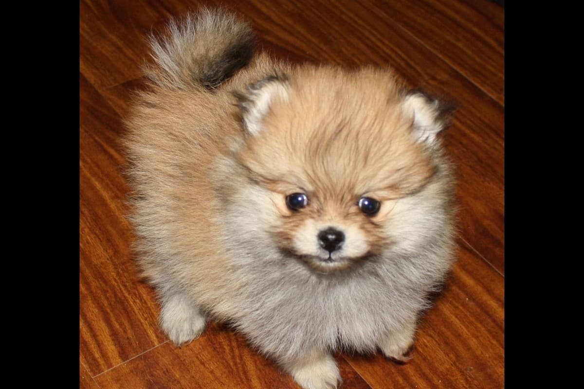 Pomeranian Puppies breeder image 8