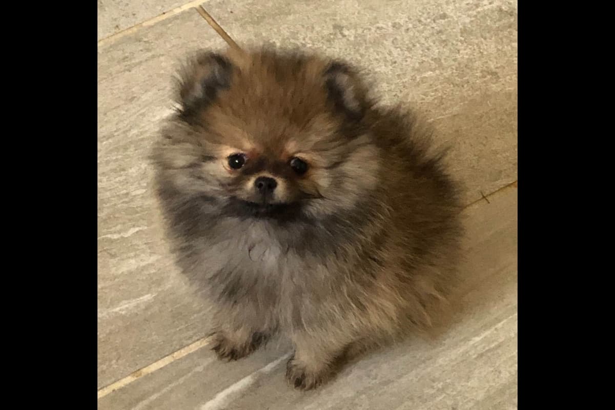 Pomeranian Puppies breeder image 9