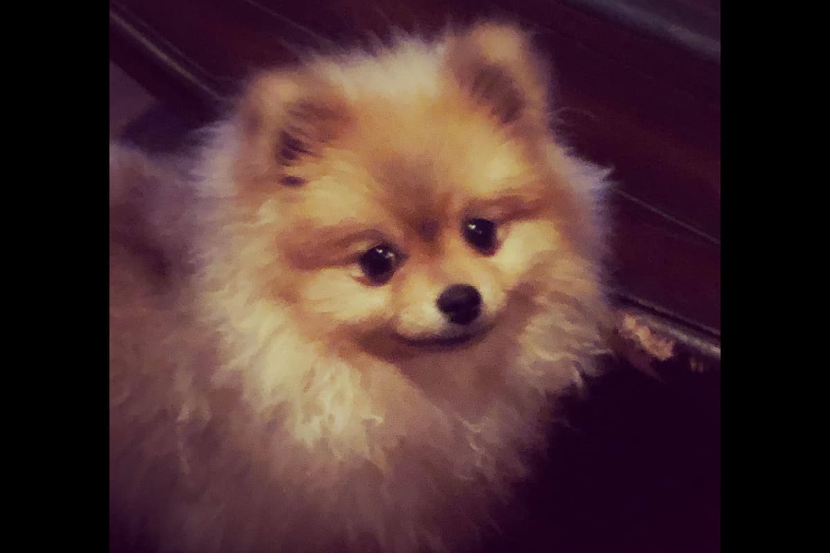 Pomeranian Puppies breeder image 10