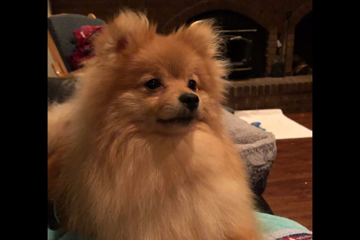 Pomeranian Puppies breeder image 11