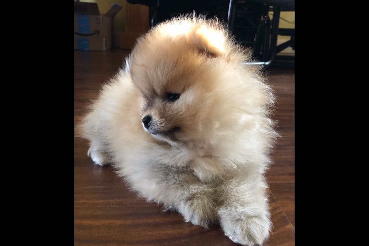 Pomeranian Puppies breeder image 12