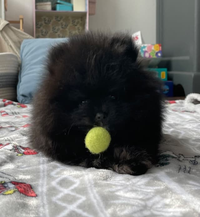 Pomeranian Puppies media 2