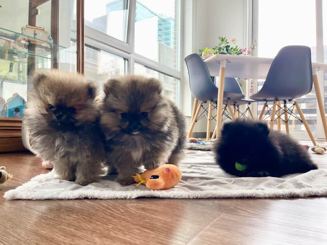 Pomeranian Puppies media 3