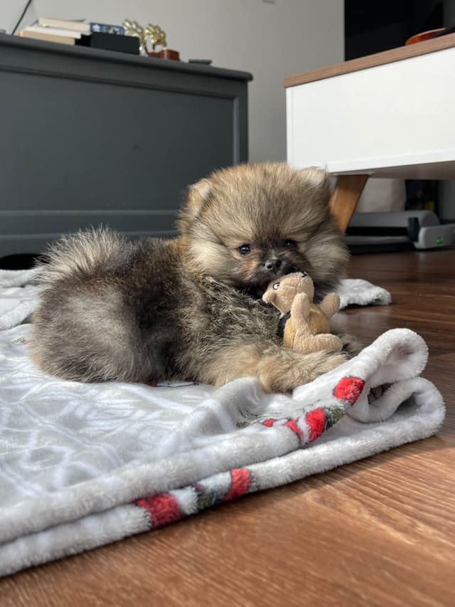 Pomeranian Puppies media 4